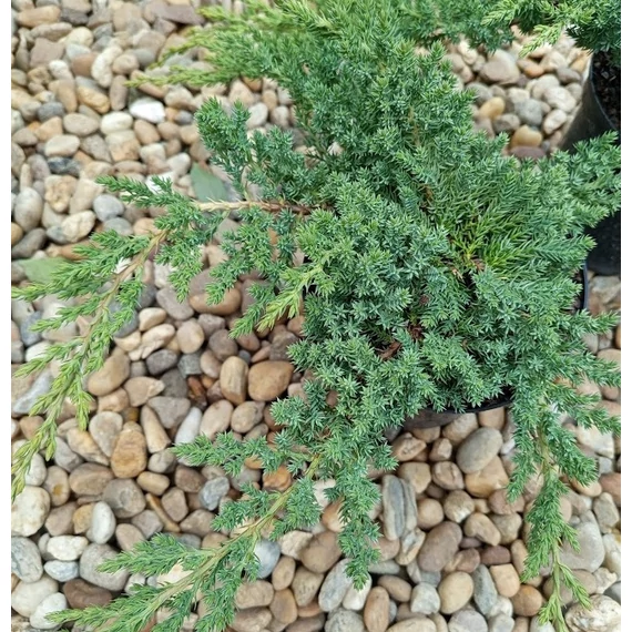 törpe terülő boróka Juniperus procumbens Nana