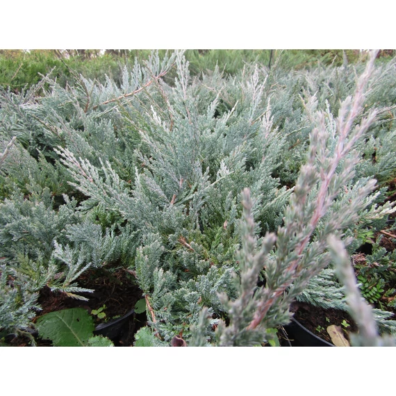 kék talajtakaró kúszó szárazságtűrő boróka Juniperus horizontalis Blue Chip gabiplantshop  webáruház