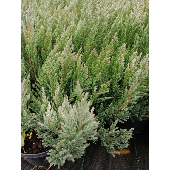 kék talajtakaró kúszó szárazságtűrő boróka Juniperus horizontalis Blue Forest gabiplantshop  webáruház