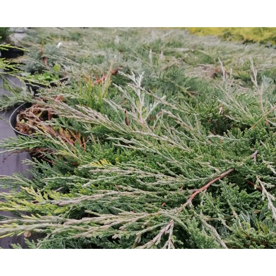 ezüstöskék talajtakaró kúszó boróka Juniperus horizontalis Glaciergabiplantshop  webáruház