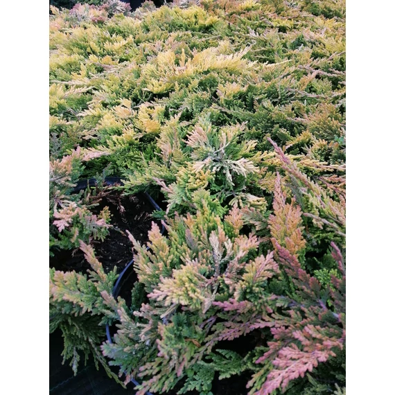 sárgászöld talajtakaró kúszó  boróka Juniperus horizontalis Golden Carpet gabiplantshop  webáruház