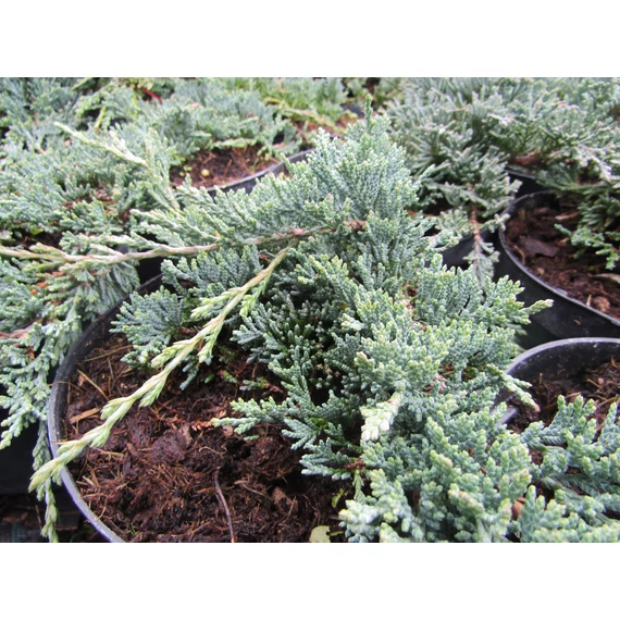 kék talajtakaró kúszó  boróka Juniperus horizontalis Ice Blue gabiplantshop  webáruház