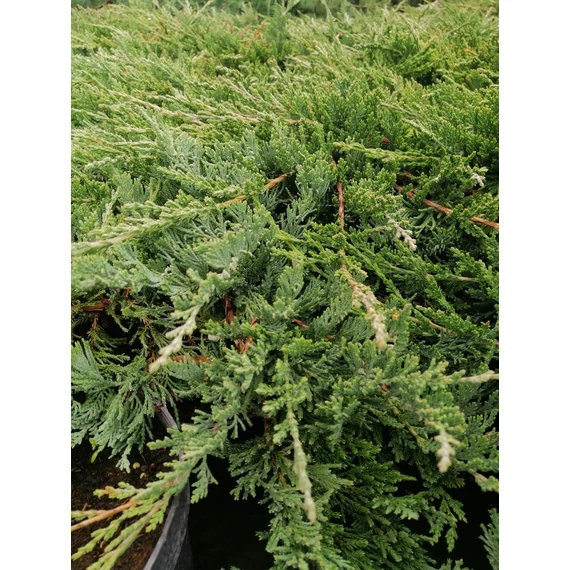 kék talajtakaró laposan kúszó  boróka Juniperus horizontalis Wiltonii gabiplantshop  webáruház