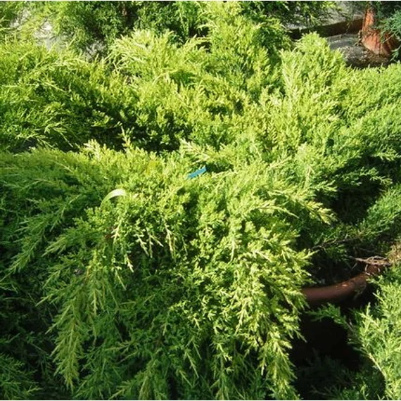 sárgászöld magasan terülő boróka Juniperus x pfitzeriana Old Gold gabiplantshop  webáruház