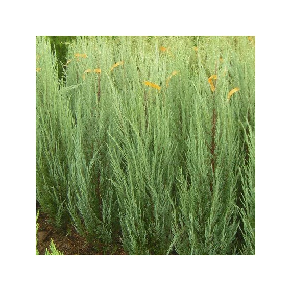 kék oszlopos szárazságtűrő boróka Juniperus scopulorum Moonglow gabiplantshop  webáruház