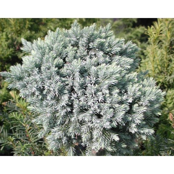 kék talajtakaró kúszó boróka Juniperus squamata Blue Star gabiplantshop  webáruház