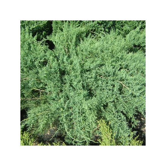 kék talajtakaró kúszó szárazságtűrő boróka Juniperus virginiana Grey Owl gabiplantshop  webáruház