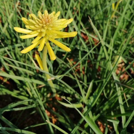 sárgavirág-évelő-fáklyaliliom Kniphofia Banana Popsicle