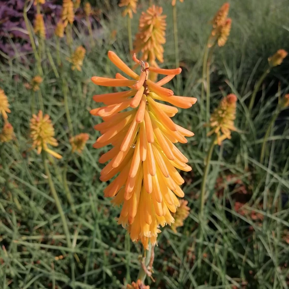 narancssárgavirág-évelő-fáklyaliliom-Kniphofia-Mango Popsicle