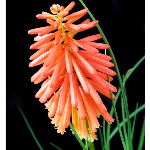 fáklyaliliom évelő Kniphofia Poco Red