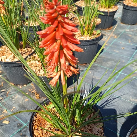 fáklyaliliom évelő Kniphofia Poco Red