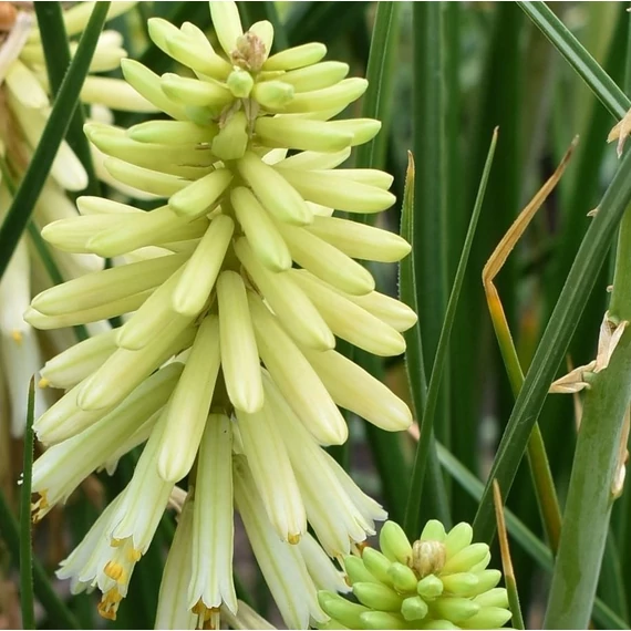 sárga fáklyaliliom évelő Kniphifia Poco Citron