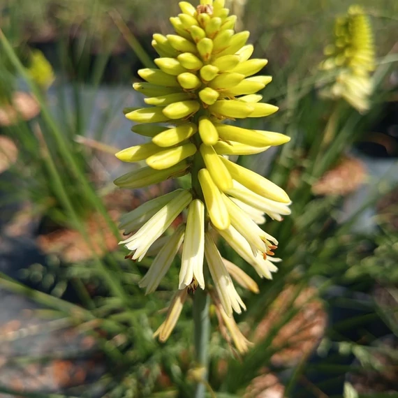 sárga fáklyaliliom évelő Kniphifia Poco Citron