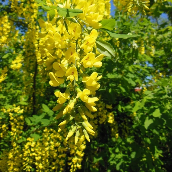 aranyesőfa Laburnum anagyroides