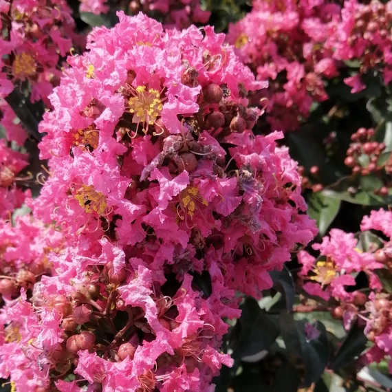 rózsaszín selyemmirtusz Lagerstroemia indica Coral Magic