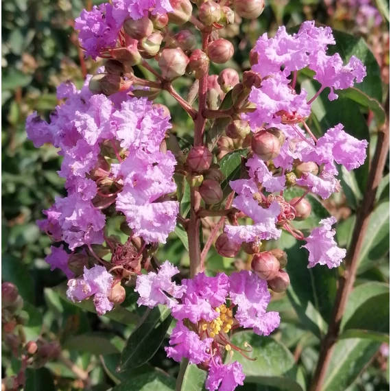 lila selyemmirtusz Lagerstroemia indica Petit Orchid