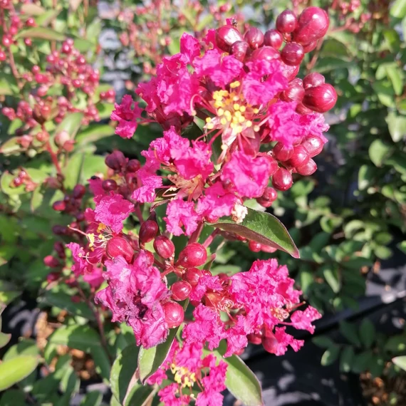 rózsaszín selyemmirtusz Lagerstroemia indica Petite Red