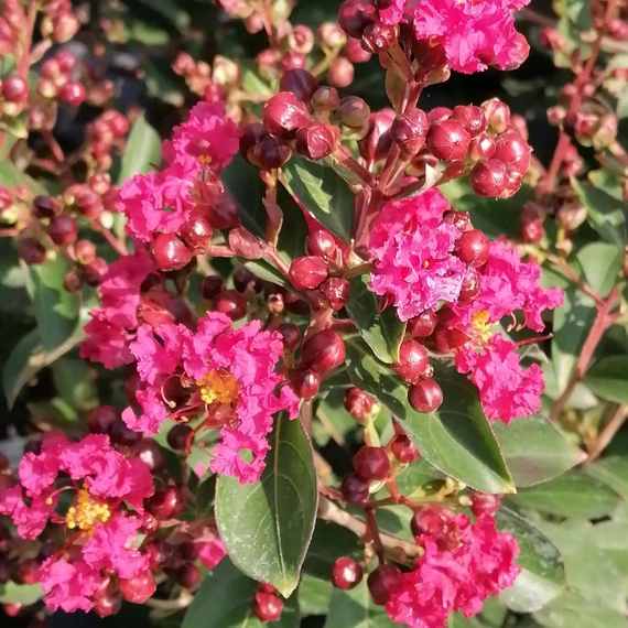 rózsaszín selyemmirtusz Lagerstroemia indica Red Imperator