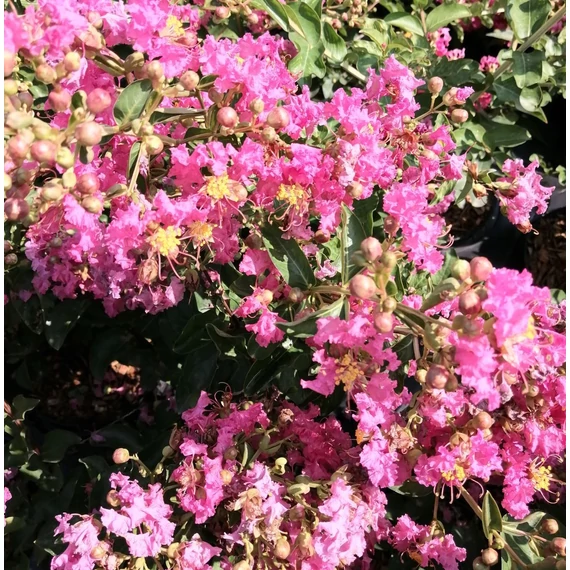 Lagerstroemia indica Magnifica Rubra (Selyemmirtusz)