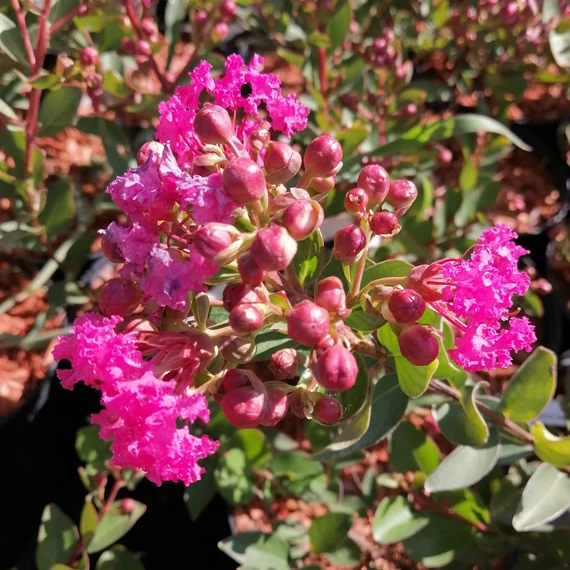 kínai selyemmirtusz Lagerstroemia indica With Love Kiss