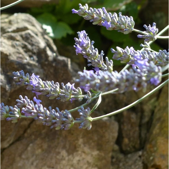 provanszi levendula Lavandula x intermedia Provence