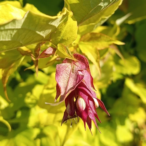 himalájai rózsalonc cserje Leycesteria formosa Little Lanterns