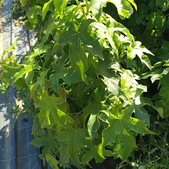 amerikai ámbrafa Liquidambar styraciflua