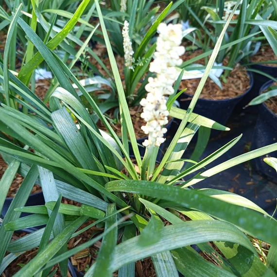fehér virágú gyöngyikés gyepliliom Liriope muscari Monroe White 