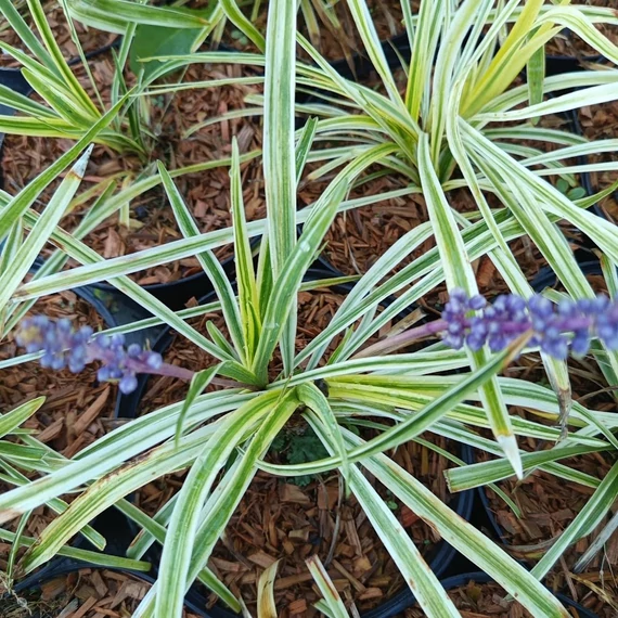 tarka levelű gyöngyikés gyepliliom évelő Liriope muscari Variegata