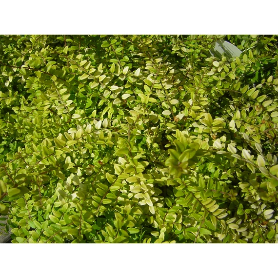 Lonicera nitida Baggesen’s Gold (Sárgalevelű talajtakaró lonc)