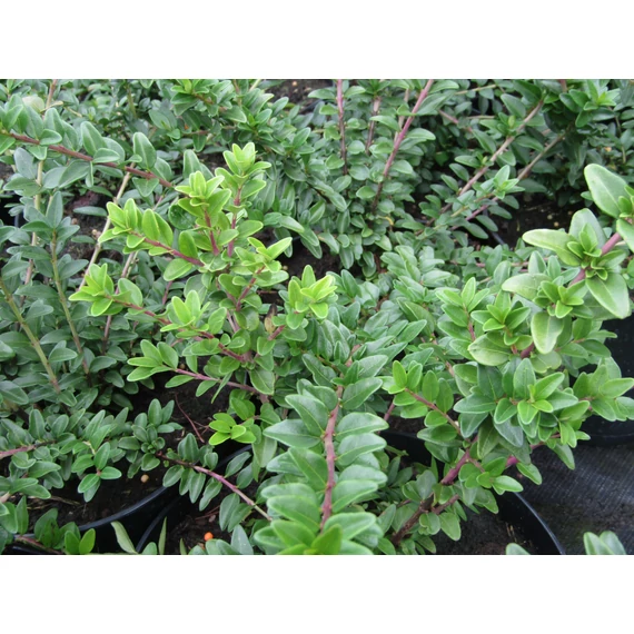 Lonicera nitida Maigrün (Talajtakaró mirtuszlonc)