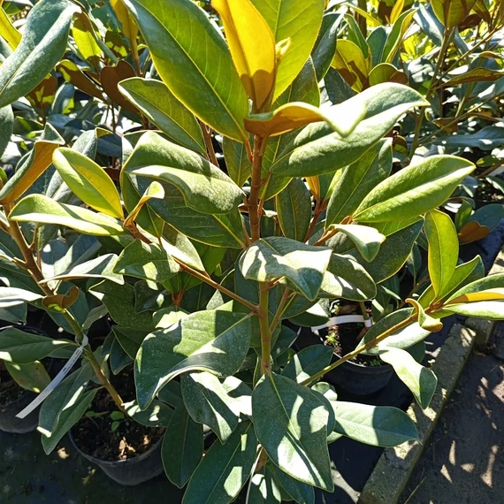 teltvirágú örökzöld liliomfa Magnolia grandiflora Le Nantais