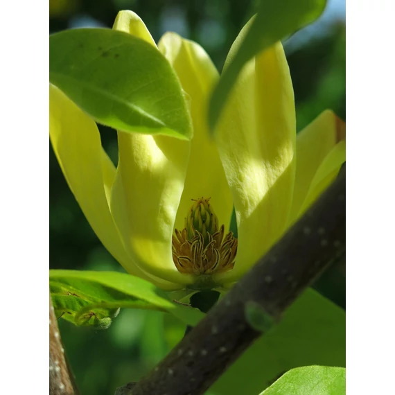 sárgavirágú liliomfa Magnolia Yellow Lantern