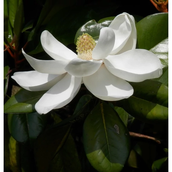 örökzöld liliomfa Magnolia grandiflora Exmouth