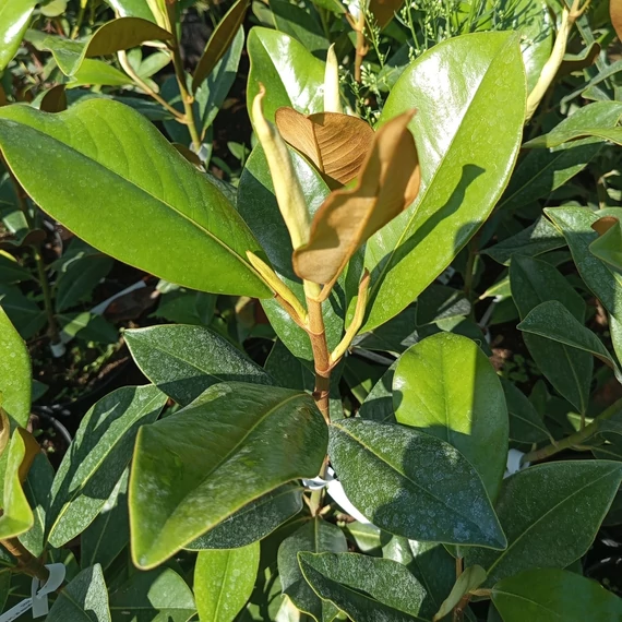 teltvirágú örökzöld liliomfa Magnolia grandiflora Le Nantais