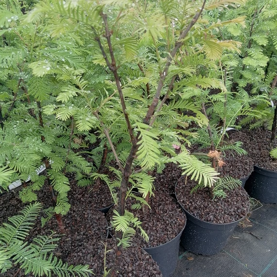 kínai mamutfenyő Metasequoia glyptostroboides