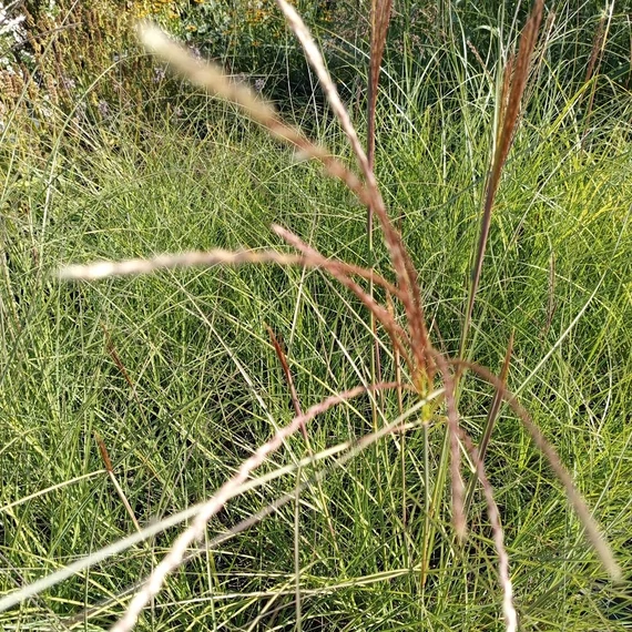 virágosnád díszfű Miscanthus sinensis Kleine Silberspinne
