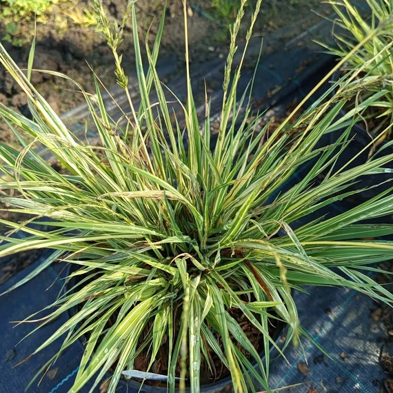 tarkalevelű kékperje díszfű Molinia caerulea Variegata