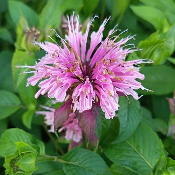 rózsaszín méhbalzsam évelő Monarda Croftway Pink