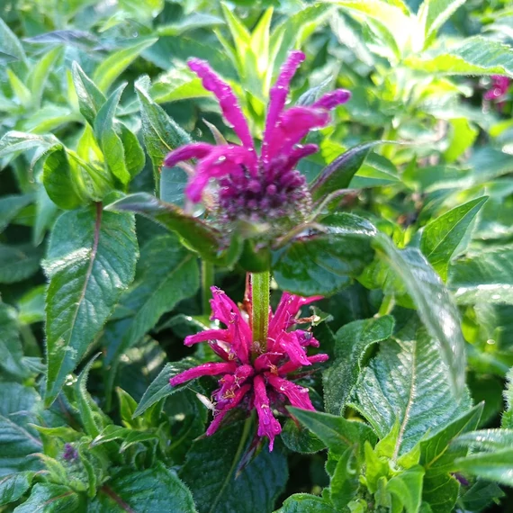 lilavirágú méhbalzsam évelő Monarda didyma Grape Gumball