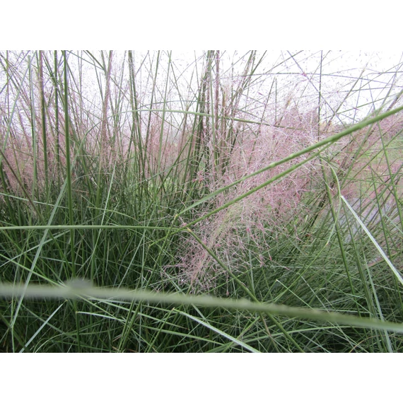 Muhlenbergia capillaris (Vattacukorfű)