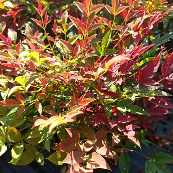 japán szentfa cserje Nandina domestica