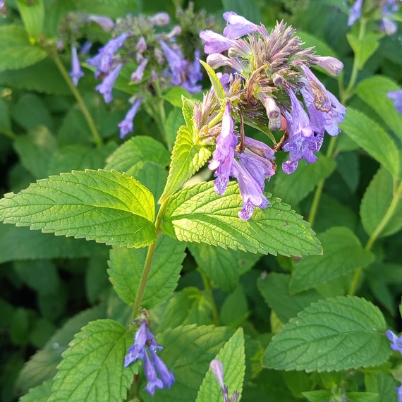 magas macskamenta évelő Nepeta Magical Mr Blue Sky