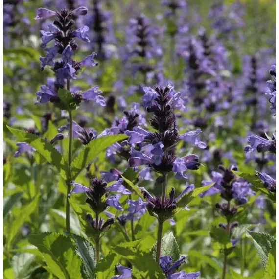 magas-macskamenta-Nepeta-kubanica