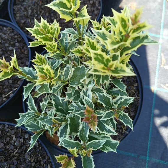 tarka levelű illatcserje Osmanthus heterophyllus Variegatus