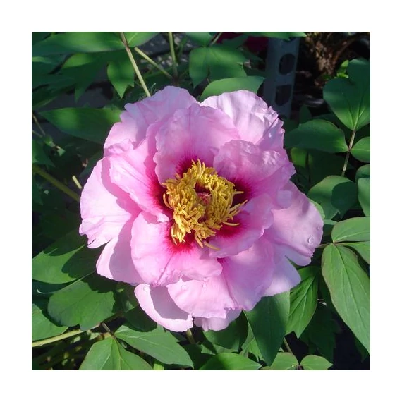 Paeonia suffruticosa fajták (Fás bazsarózsa)
