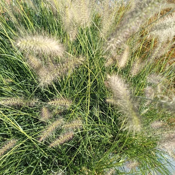 tollborzfű Pennisetum alopecuroides Cassian