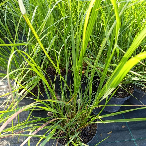 tollborzfű-pennisetum alopecuroides National Arboretum
