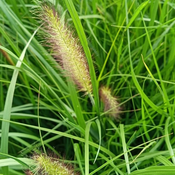 tollborzfű-pennisetum alopecuroides National Arboretum