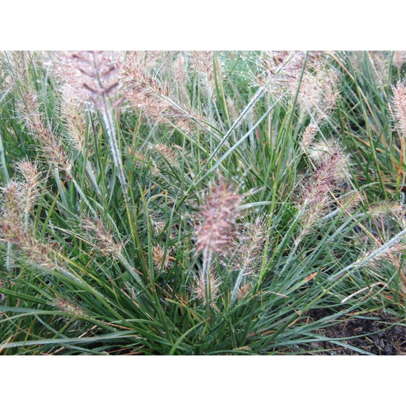 Pennisetum alopecuroides Little Bunny (Kistermetű tollborzfű)